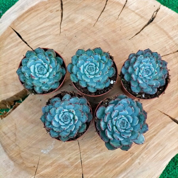 Echeveria Blue Minina
