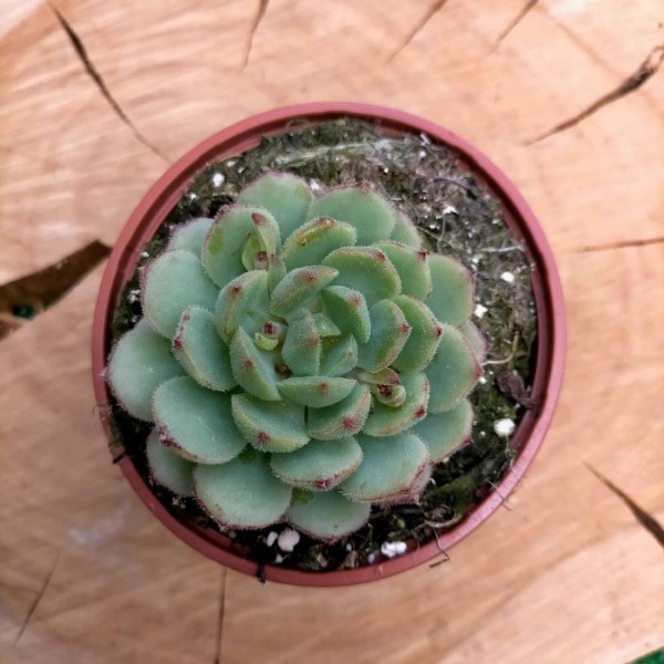 Echeveria Dorette