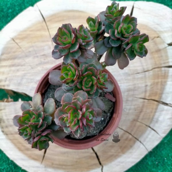 Echeveria Multicaulis "Copper Rose"