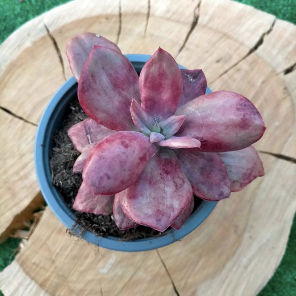 Echeveria Diamond State Monstruosa