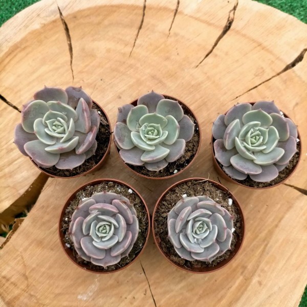 Echeveria Lola Rosa