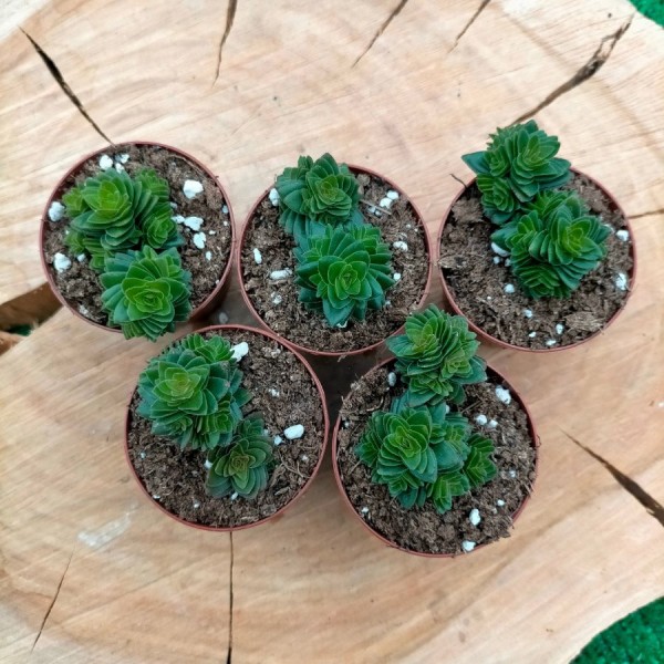 Crassula Spiralis Estagnol