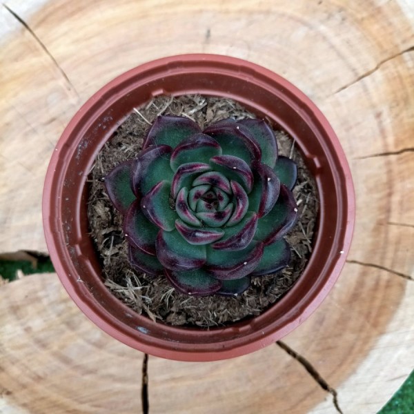Echeveria Black Tiger