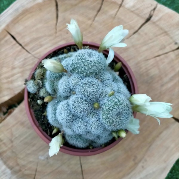 Rebutia Albiflora