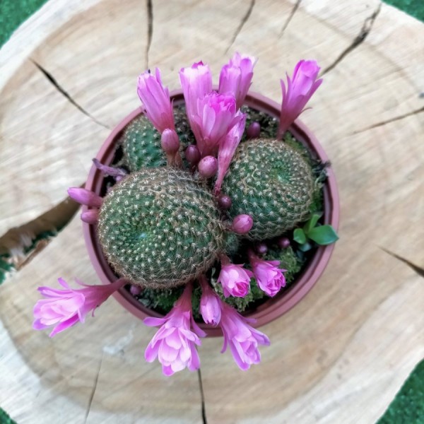 Rebutia Perplexa