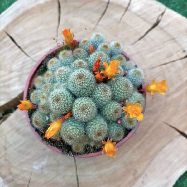 Rebutia Fabrisii Yellow Flower