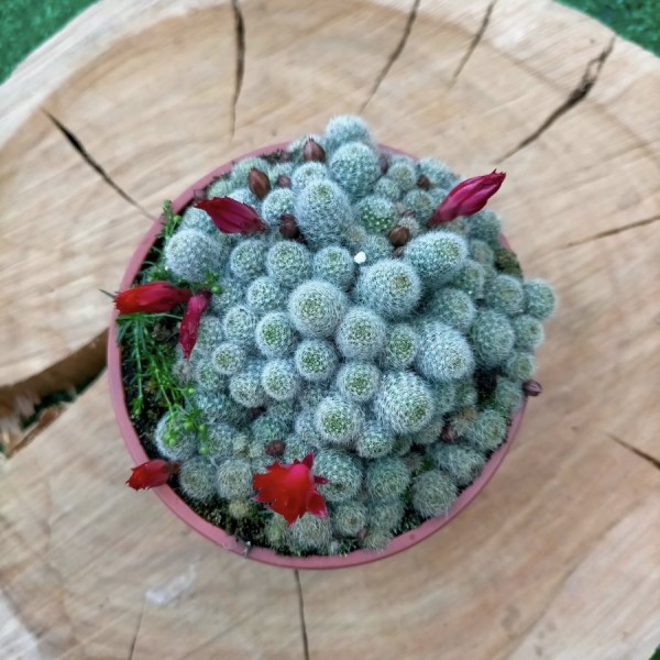 Rebutia Fabrisii Red Flower