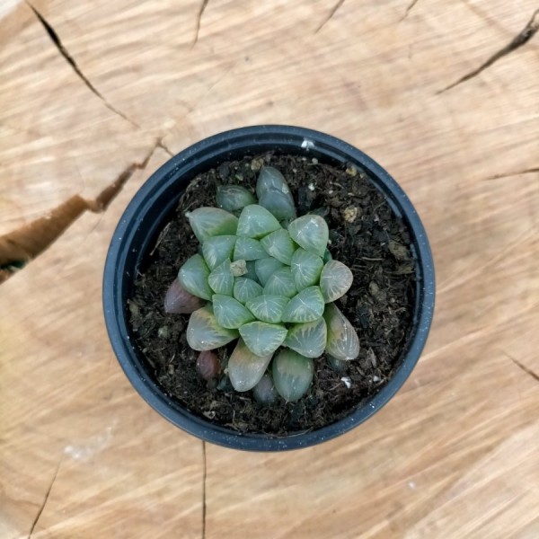 Haworthia Cooperi var. Truncata