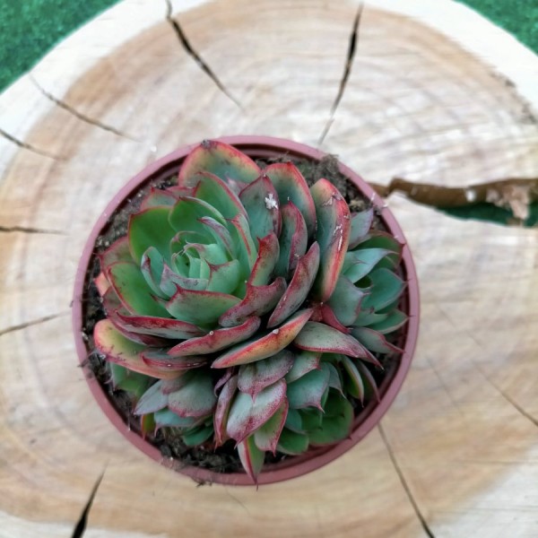 Echeveria Yang Jin