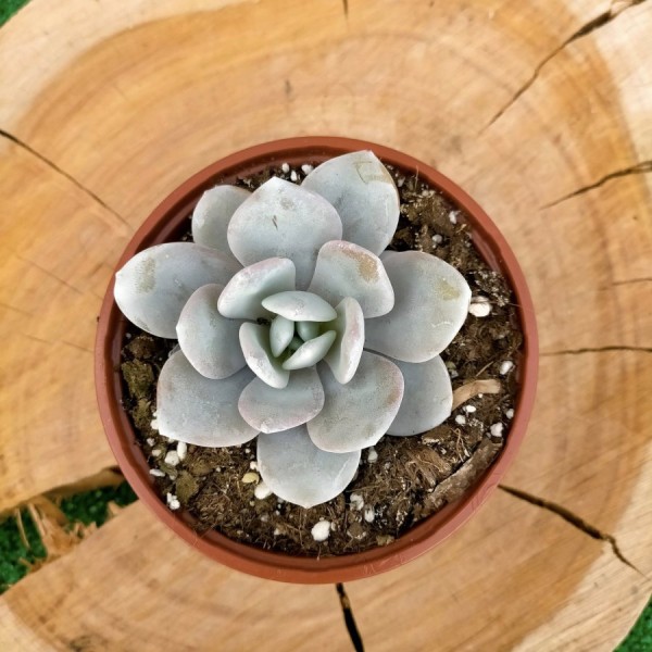 Echeveria Laui