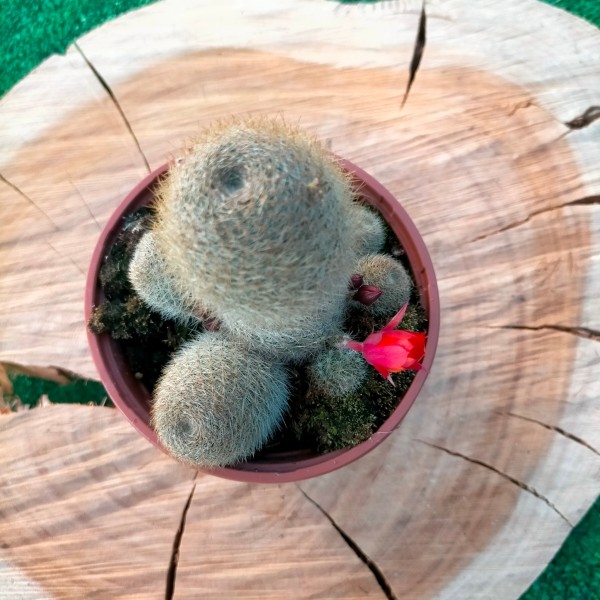 Rebutia Heliosa