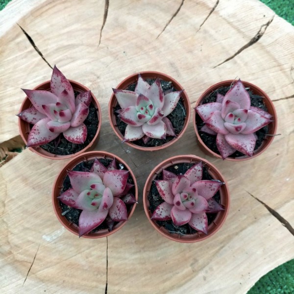 Echeveria Agavoides Romeo Hibrida