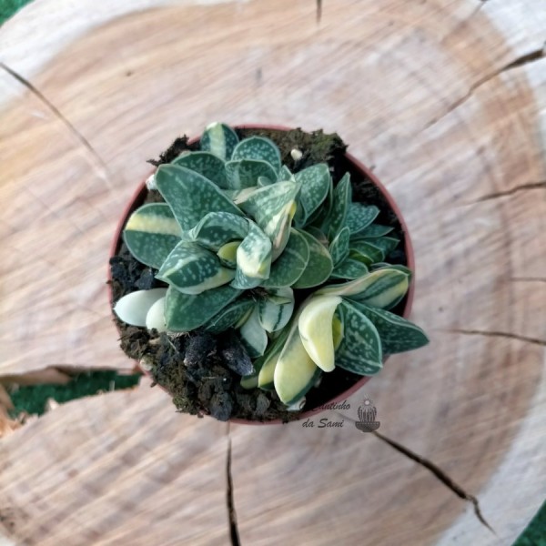 Gasteria Gracilis Variegata