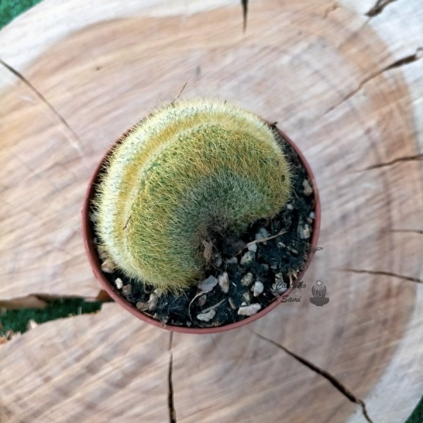 Hildewintera Aureispina Cristate
