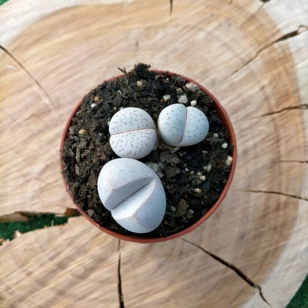 Dinteranthus Vanzylii