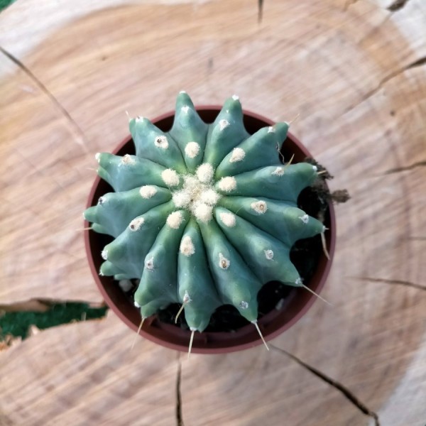 Ferocactus Glaucescens f. Inermis