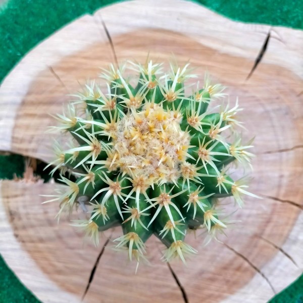 Echinocactus Grusonii Brevispinus
