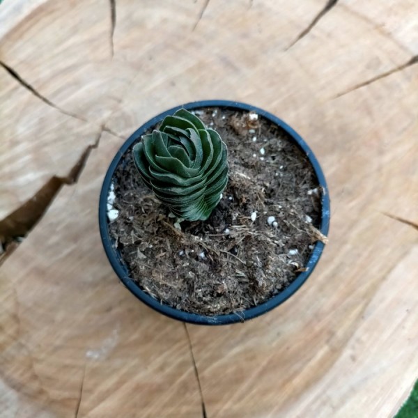 Crassula Buddha Temple