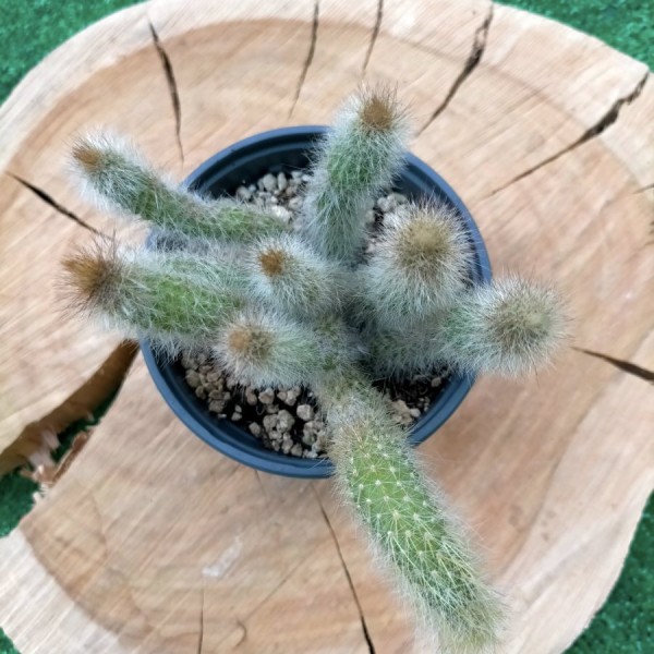 Hildewintera Colademononis - Rabo de Macaco