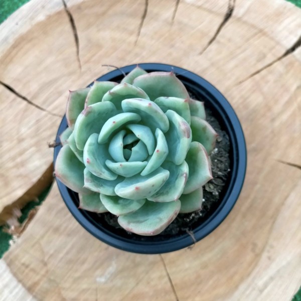 Echeveria Salmon