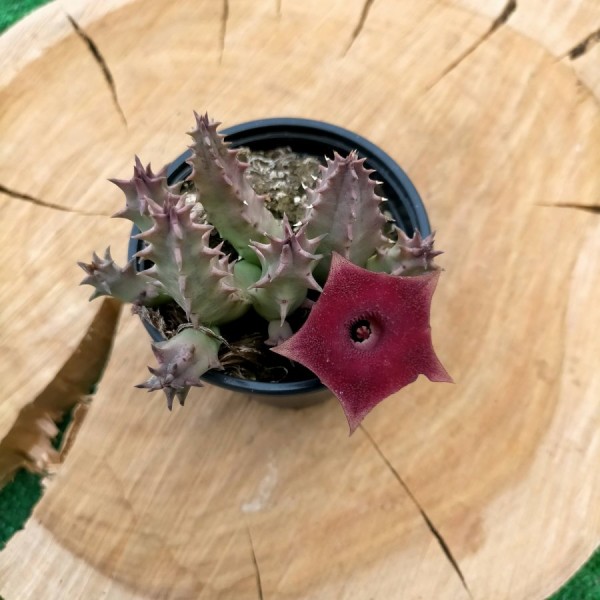 Huernia Pink Eye