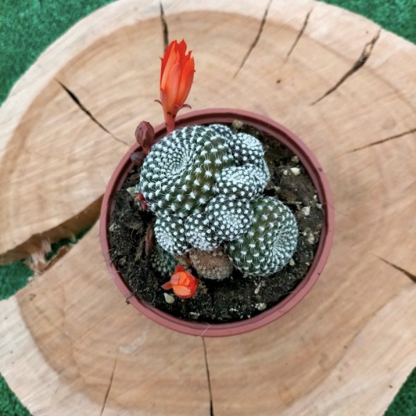 Rebutia Heliosa "Orange Flower"