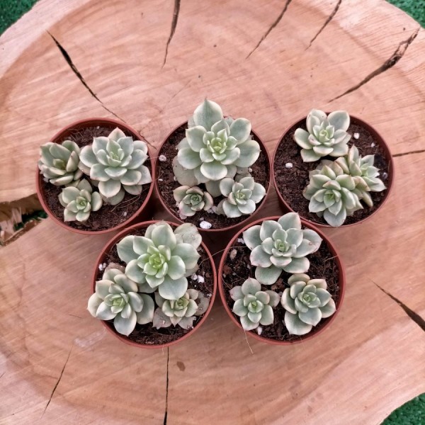 Sedeveria Rolly Variegate (Korea)