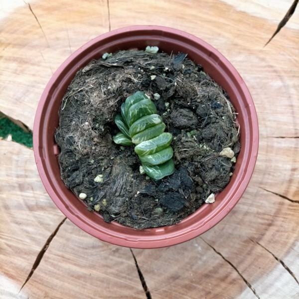 Haworthia Truncata Variegate