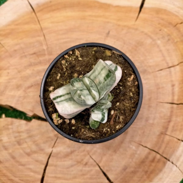 Gasteria Sakura Fuji Variegata