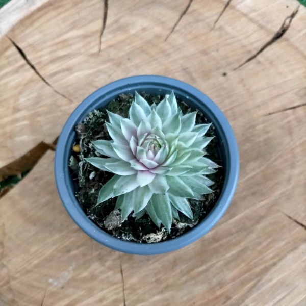 Sempervivum Saxon Variegata