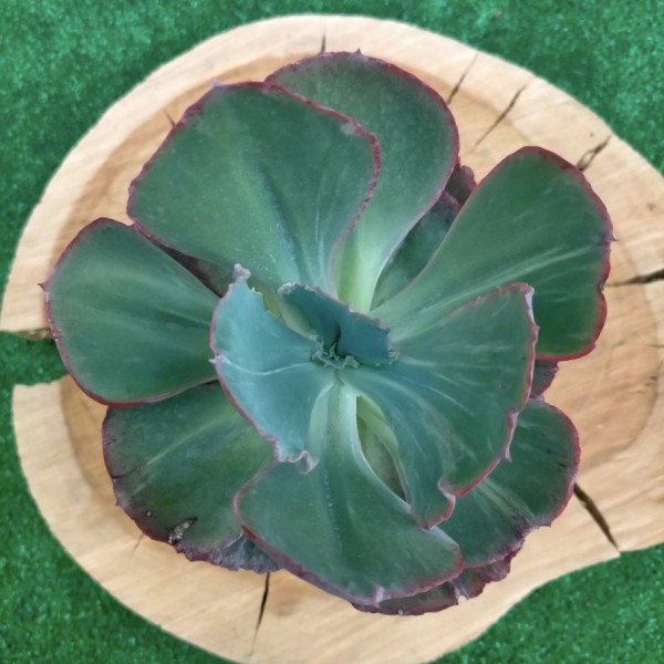 Echeveria Marcus Jones