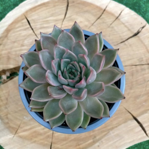 Echeveria Perfume Concubine