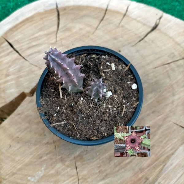 Huernia Illian