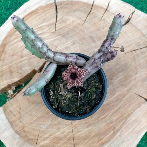 Huernia Recondita