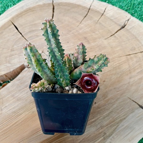 Huernia Zebrina Variegata