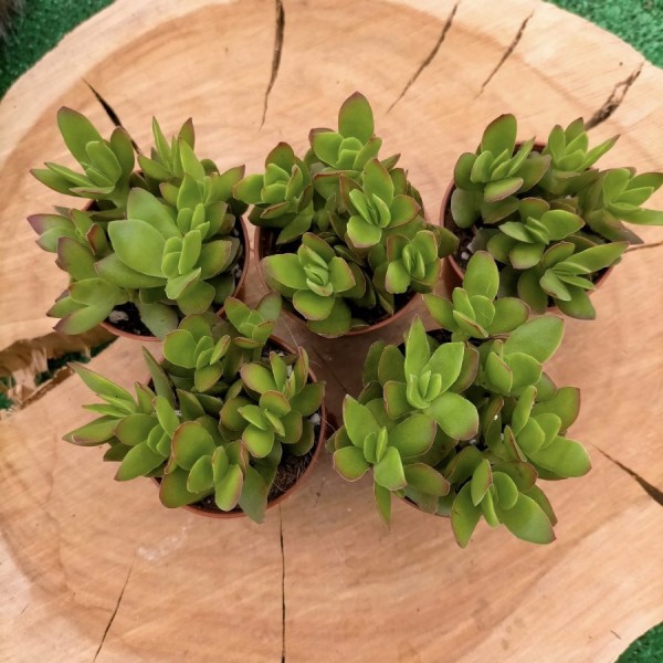 Crassula Dejecta