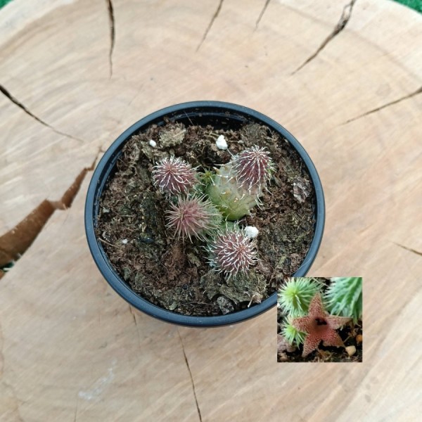 Huernia Pillansii