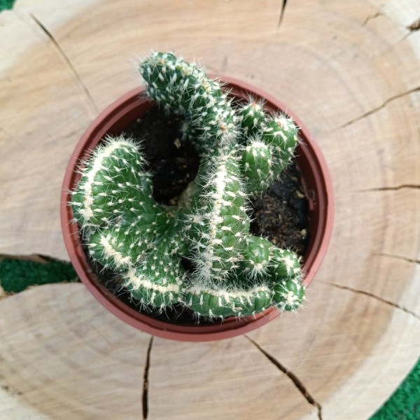 Austrocylindropuntia Subulata f. Cristate