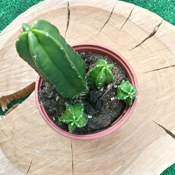 Echinocereus Viereckii var. Morricalii