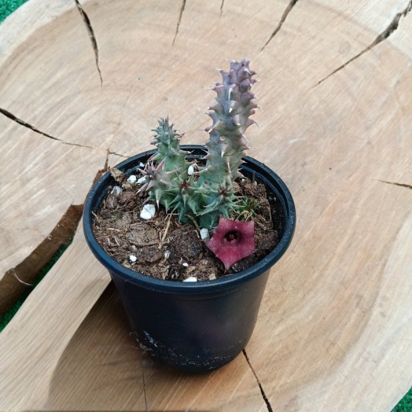 Huernia Macrocarpa