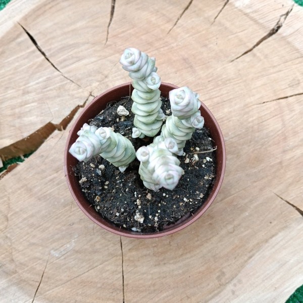 Crassula Marnieriana Variegate