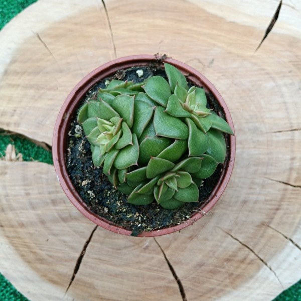 Echeveria Golden Flame