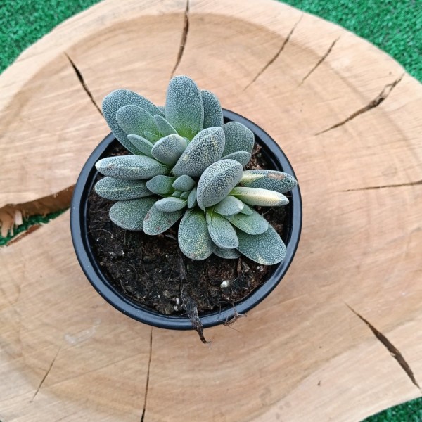 Crassula Tecta Variegate