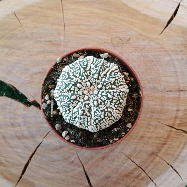 Astrophytum Asterias "Superkabuto"