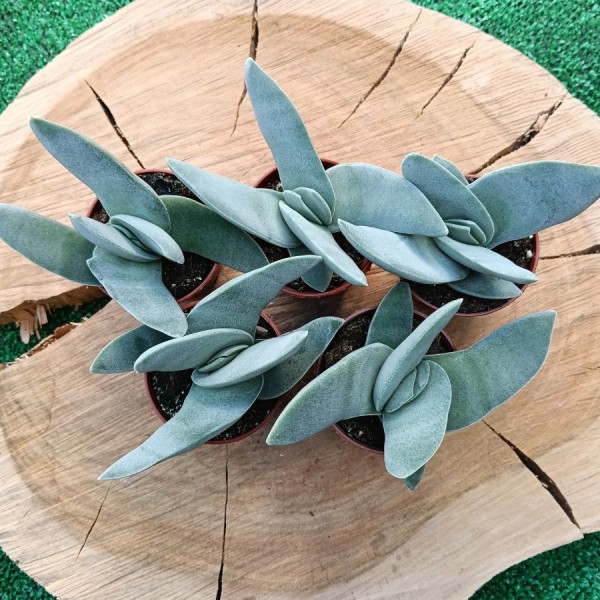 Crassula Perfoliata Var. Falcata