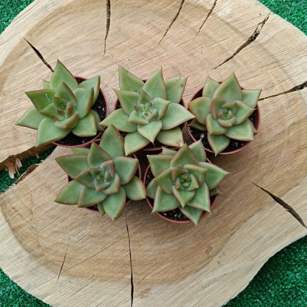 Echeveria Agavoides "Pluto"