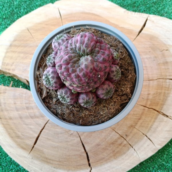 Sulcorebutia Rauschii
