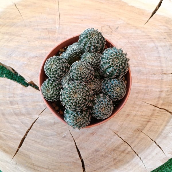 Lobivia Densispina