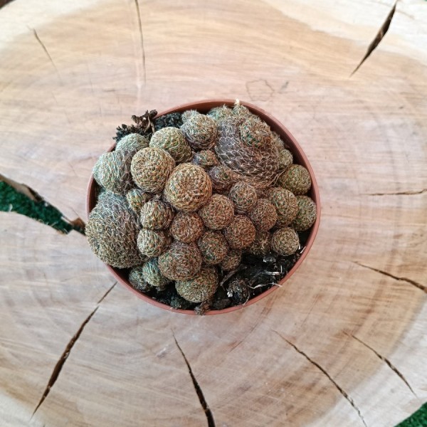 Rebutia Heliosa Var. Condorensis