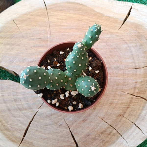 Opuntia Fragilis Denudata